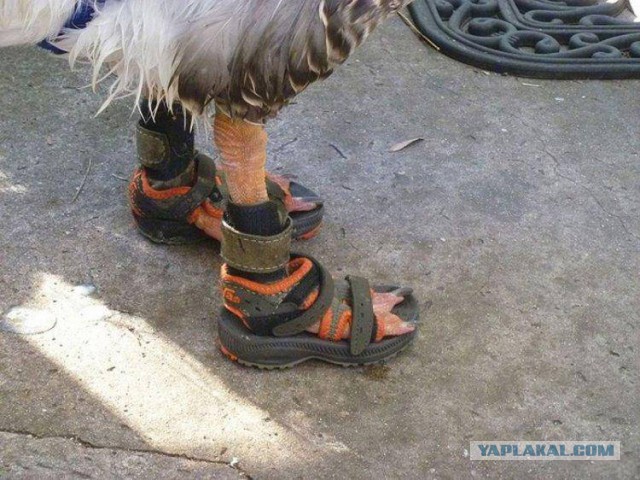 Ничего необычного...