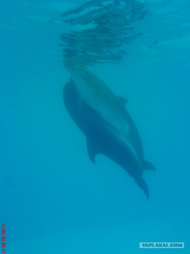 Смертельная тайна дельфинов
