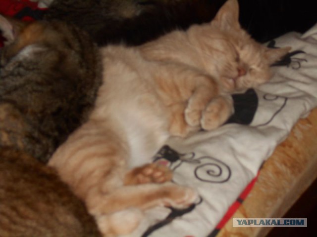 Жизнь домашнего приюта для котеек 107