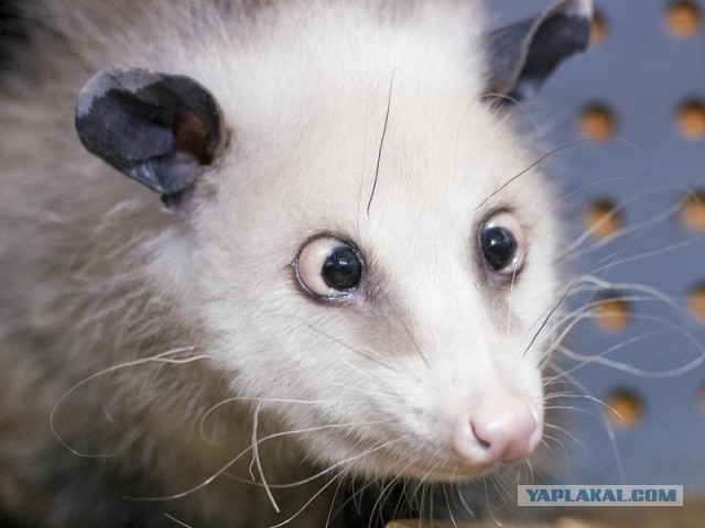 Котенок Альф стал частью персонала в ветеринарной клинике!