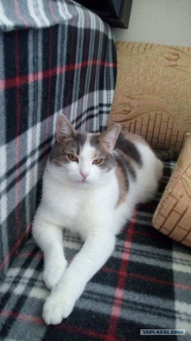 Котовторник 15.11.2016