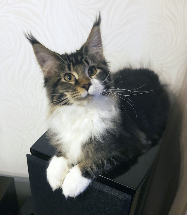 Котовтоник 29.11.2016.