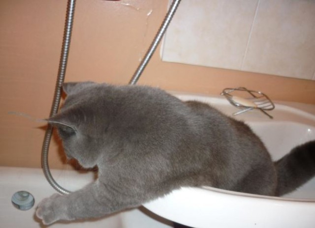 Коты из сети
