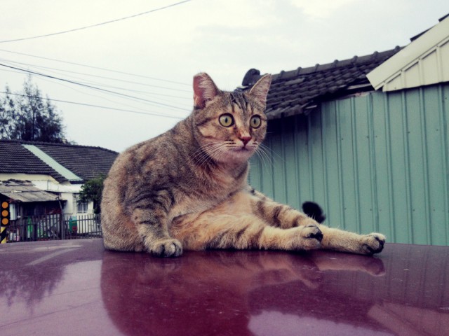 Коты из сети