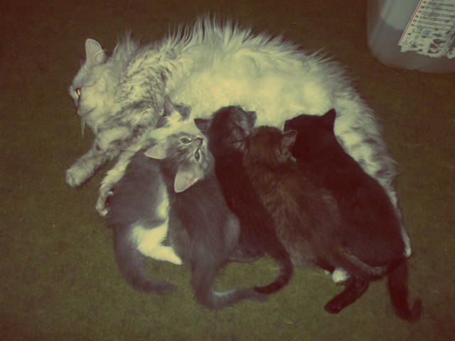 Коты из сети