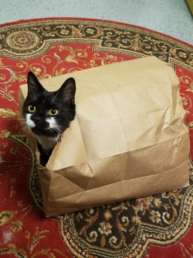 Коты из сети
