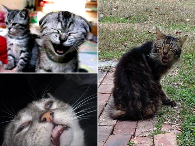Коты и Кошки