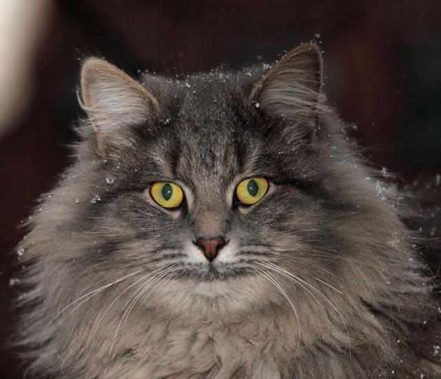 Коты и Кошки