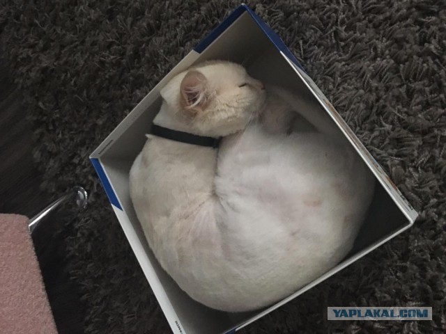 Коты и Кошки