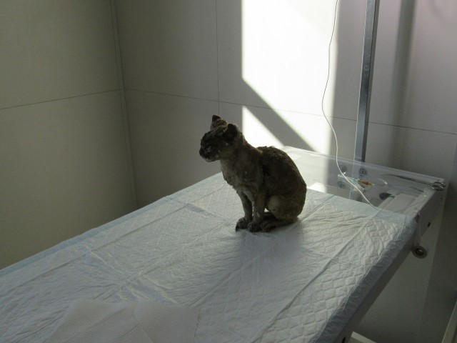 Про друзей наших меньших