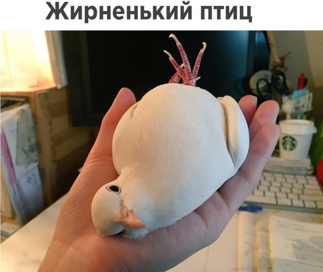 Подборка забавных животных