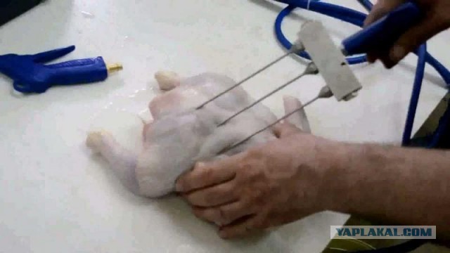 Принц синтола