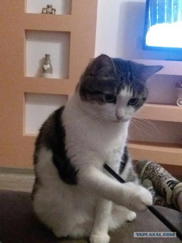 Котовторник 20.02.18
