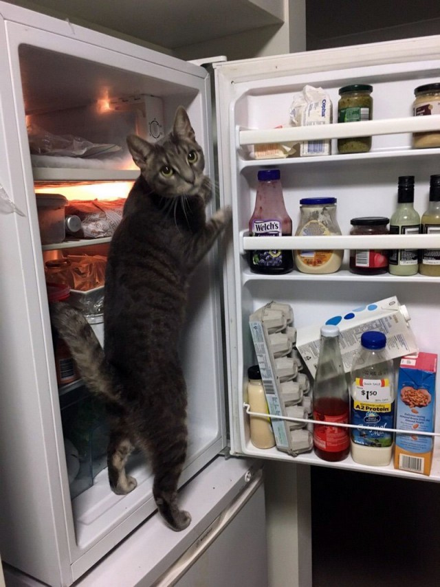 Прикольных котов пост