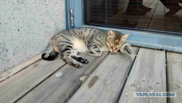 Котовторник 07.08.2018