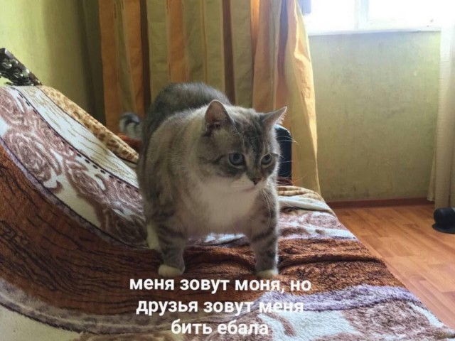 Прикольные картинки