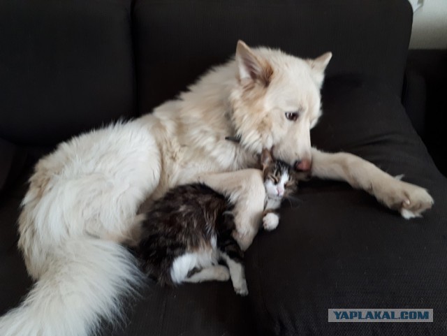 Кошки или собаки?
