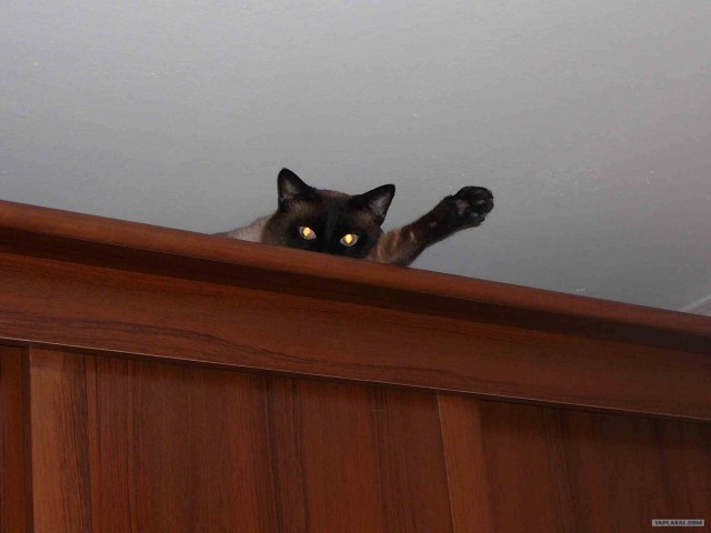 Котовторник с Максом