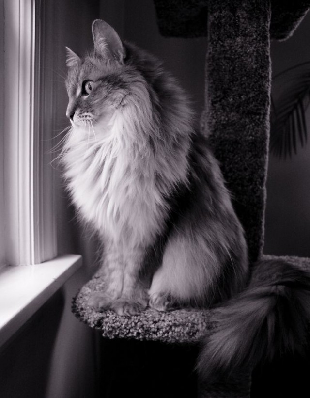 Котовторник так котовторник!