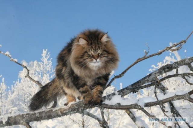Котовторник 27.12.11