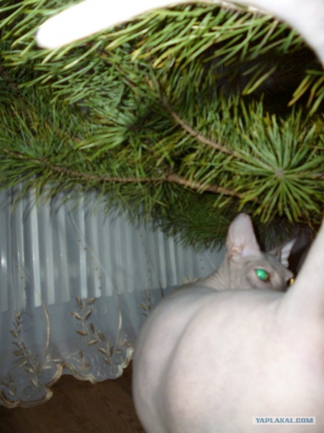 Котовторник (10.01.2012)