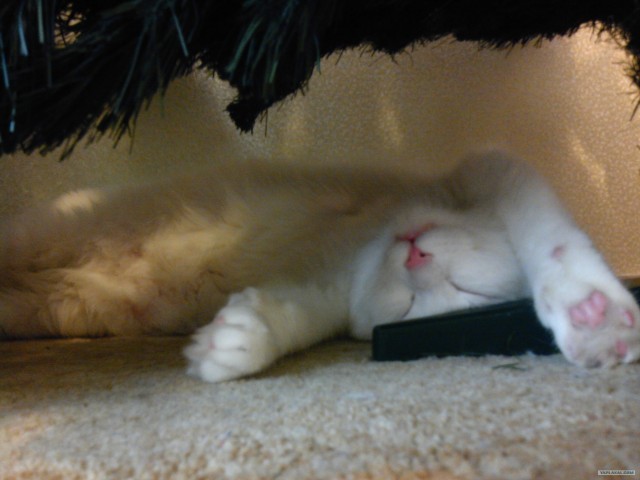Котовторник (24. 01. 2012 )