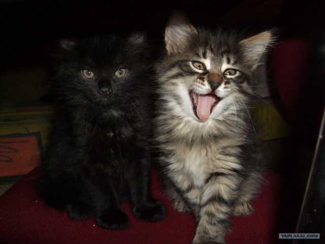 КОТОВТОРНИК (6.03.2012)