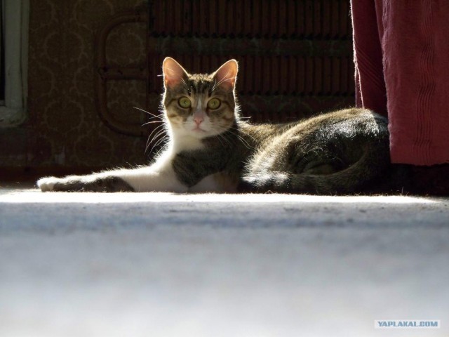 Котовторник 10.04.2012