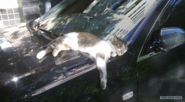 Котовторник 22.05.2012