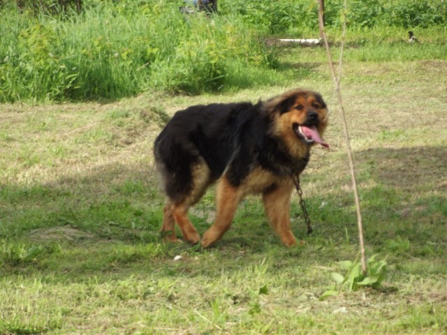 Собакочетверг 12.07.2012