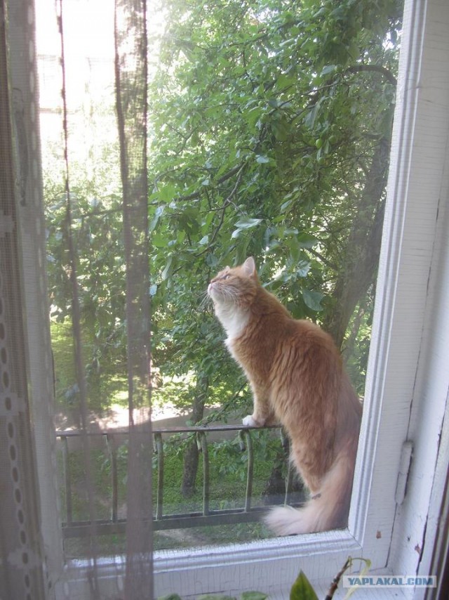 Котовторник 07.08.2012