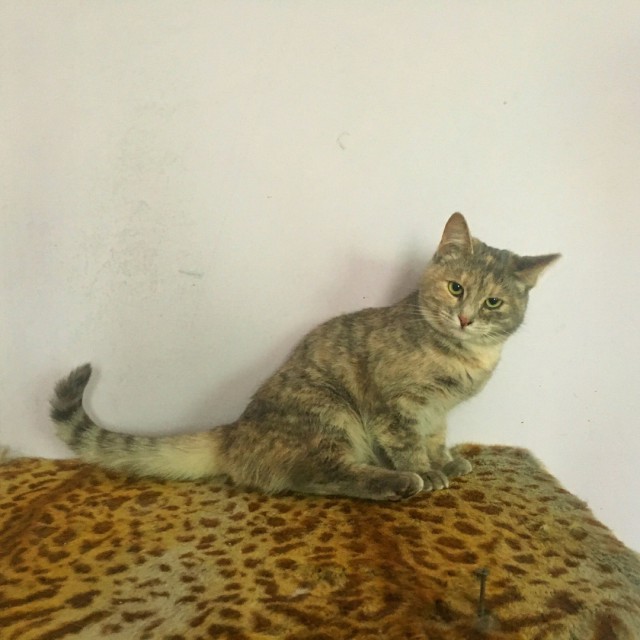 Прикольных котов пост