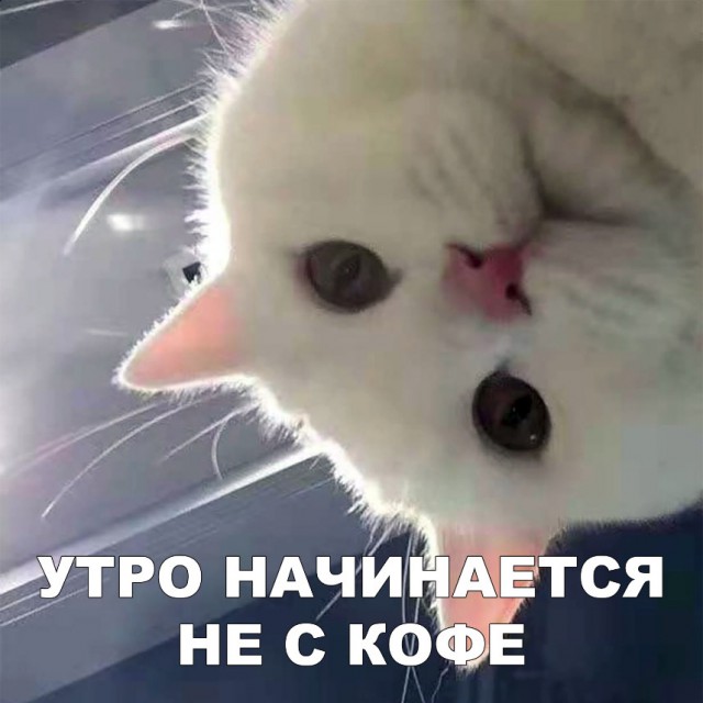 Забавные фото котеек