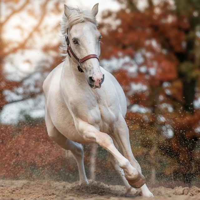 Живность из сети