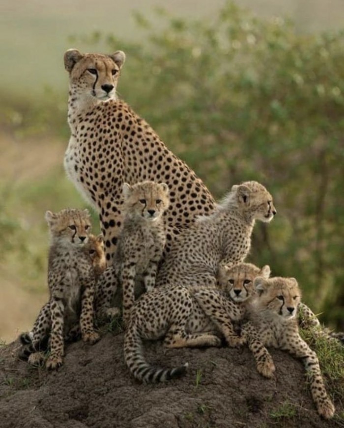 Кошки