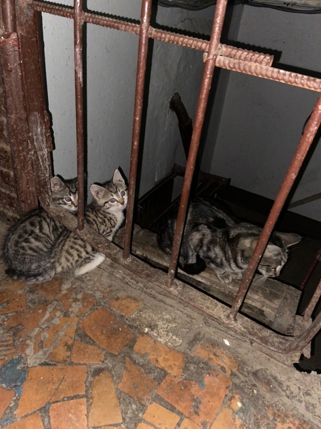 Забавные фото котеек