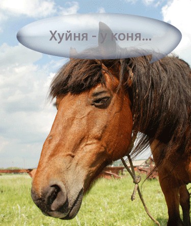 Я несу хуйню