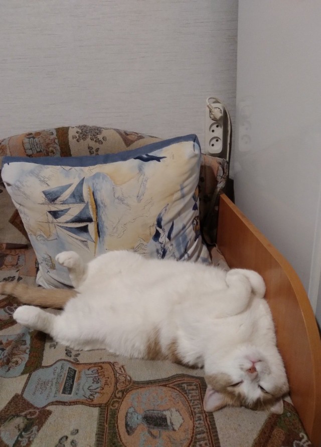 Котовторник 13.10.2020