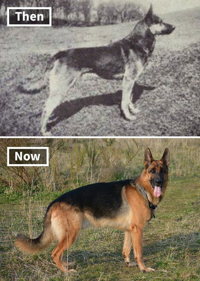 До и после: 18 пород собак, которые изменились за столетие