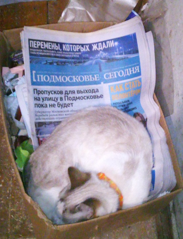 Последний котовторник 2020 года