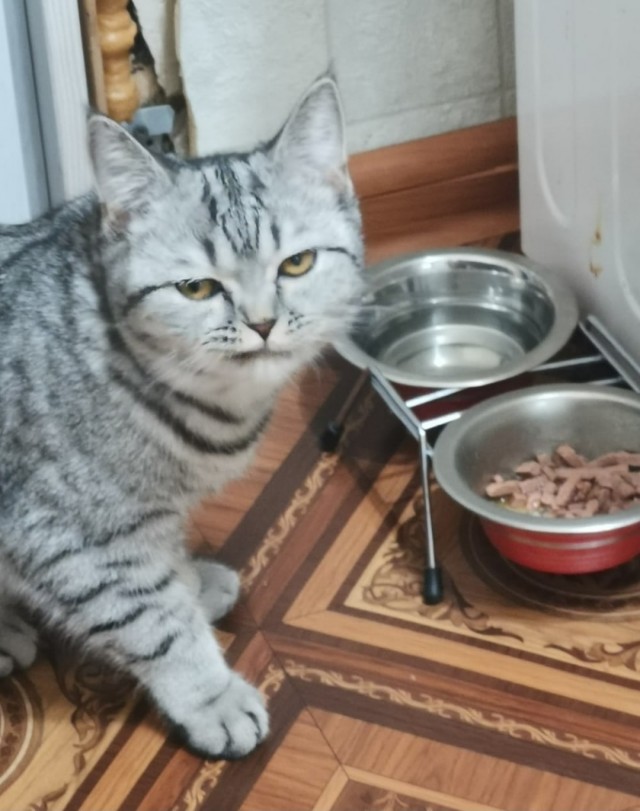 Всех кошатников с Праздником!