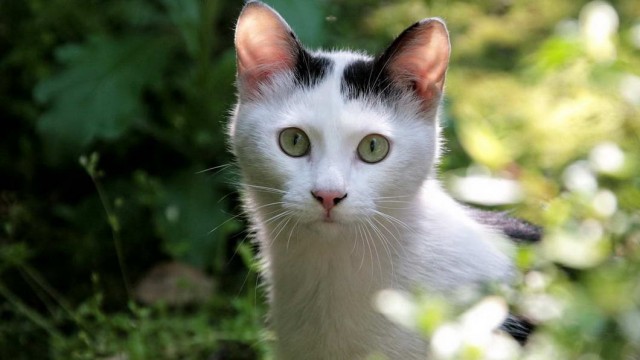 Которник