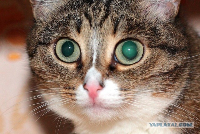 Хоба! Котовторник!