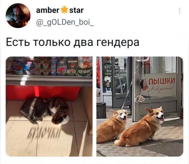 Юмор и прикольные картинки