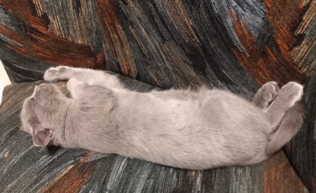 К котовторнику