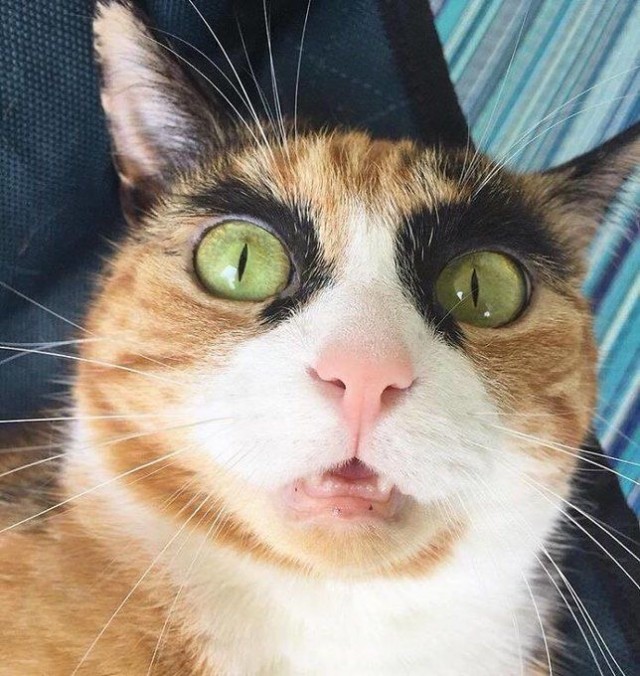 Коты, которые чихать хотели на ваше личное пространство