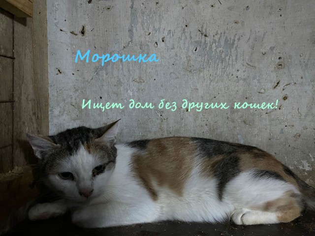 Жизнь домашнего приюта "Котоленд" 320