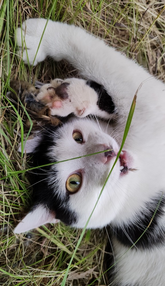 Котовторник. Февраль