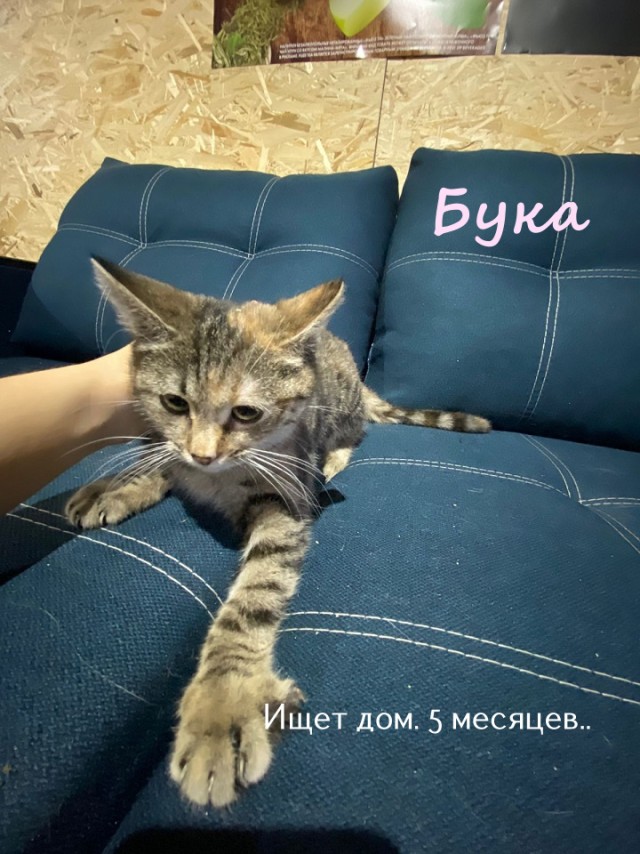 Жизнь домашнего приюта "Котоленд" 322