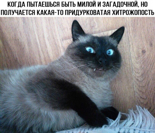 Тигруля дурандот